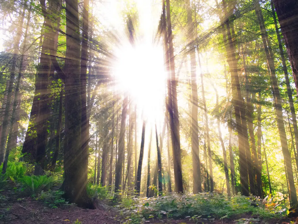 a picture of a forest with the sun shining